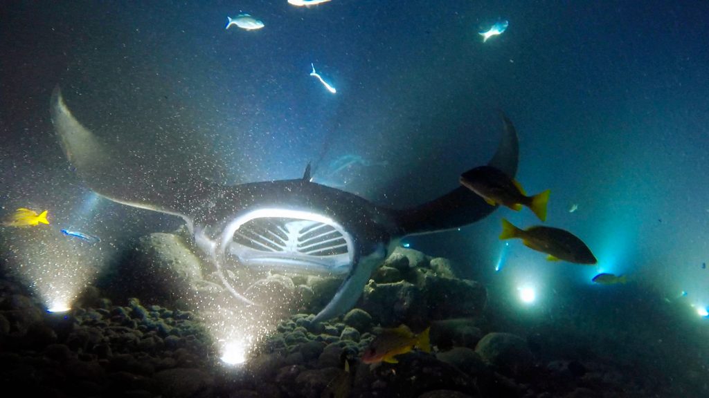 Manta rays swimming in the ocean at night with dive lights on the ground and fish in the background.