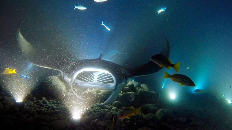 Manta Ray Night Dive in Kona: 9 Things to Know Before You Go