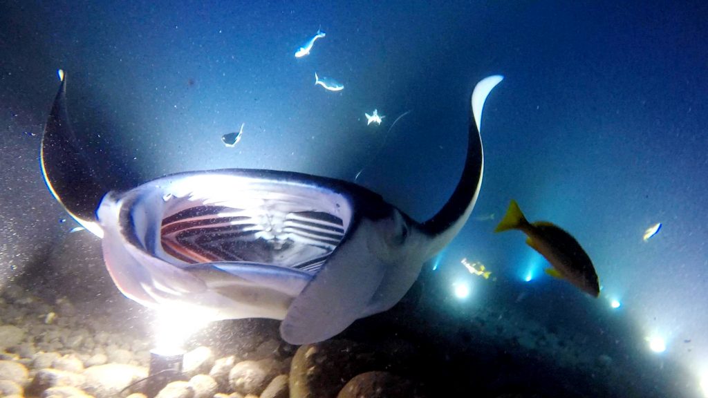 Giant gaping open mouth of a manta ray trying to eat plankton going towards the diver