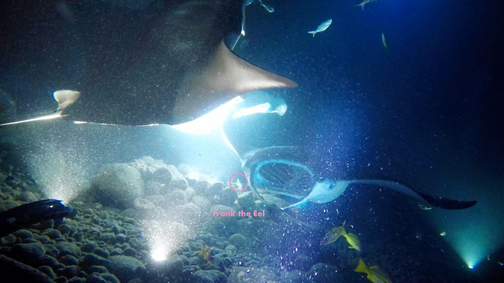 Manta rays swimming under water, there is a moray eel in the distance that is circled in pink circle with the word Frank above him, because his name is Frank.