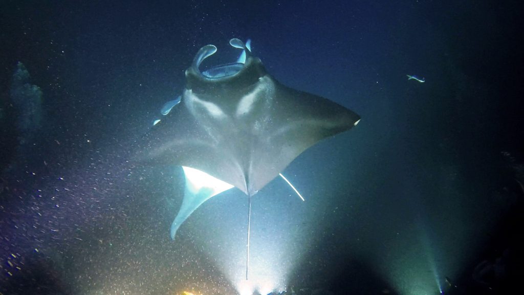 Two manta rays, swimming upwards, bathed in beautiful light underwater by a dive light.