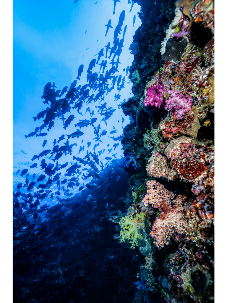 The shadows of a school of fish swimming vertically against multi-colored coral. 