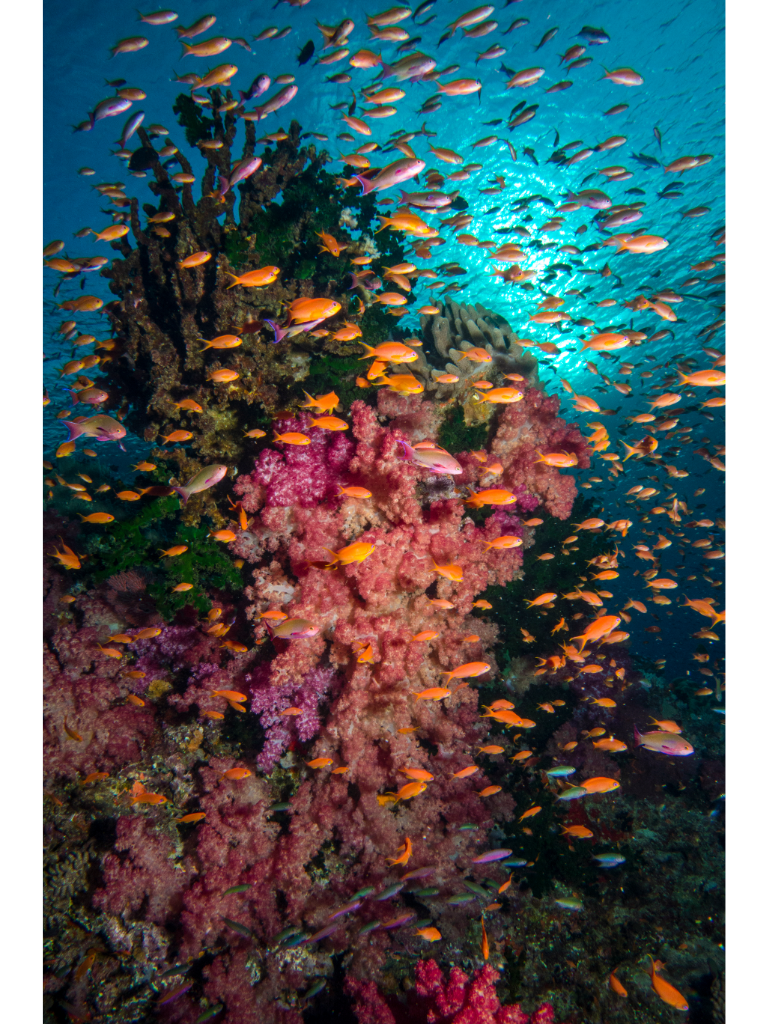 A very large pristine pink coral bloom with hundreds of orange small fish across it. 