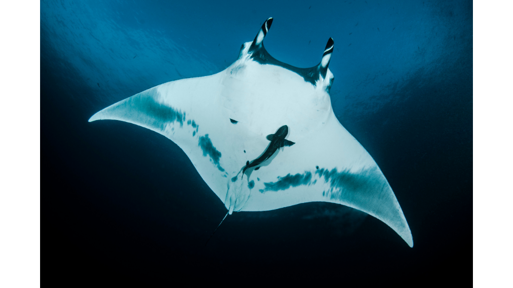 The underbelly of a giant oceanic manta ray in Socorro, Mexico.