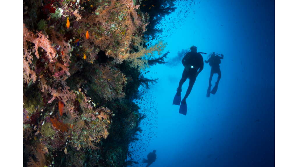 The silhouettes of two divers against bushy orange and pink coral in the Red Sea. 