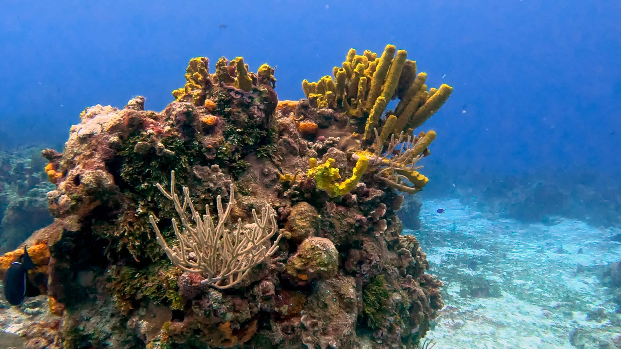 Bright yellow sponges on top of a coral formation in Cozumel.