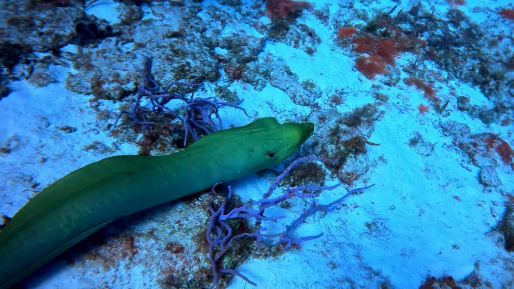 Another green moray eel on the sea bed. 