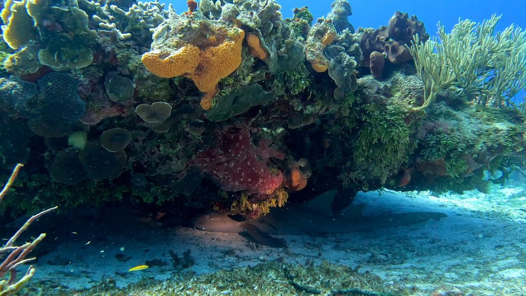 Nurseshark hiding under some coral.