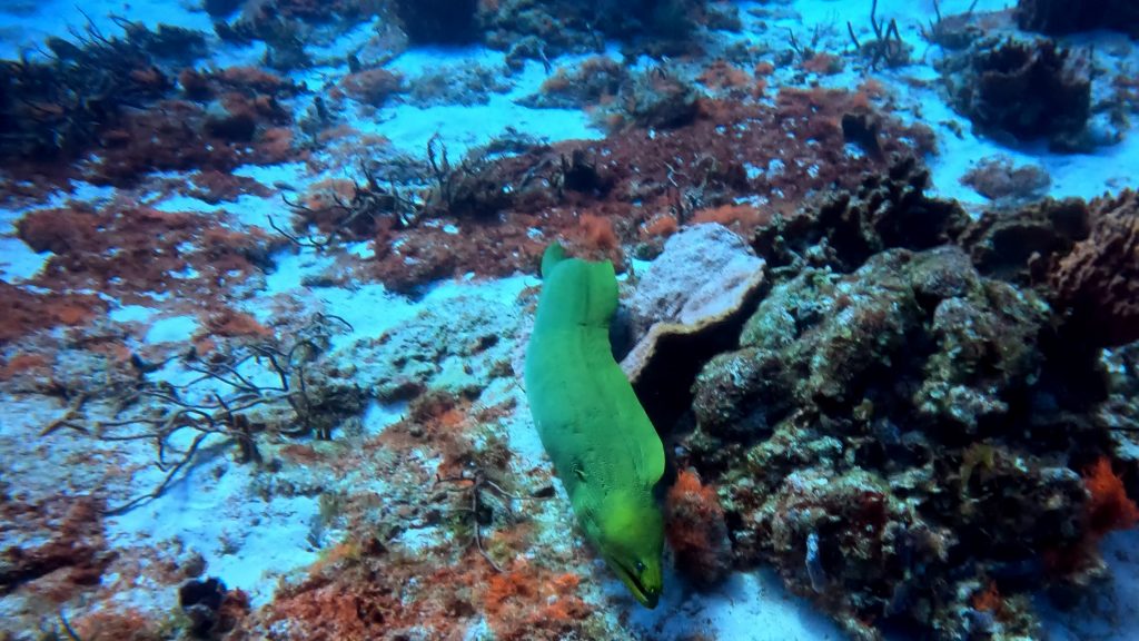 Green moray eel on the sea bed. 
