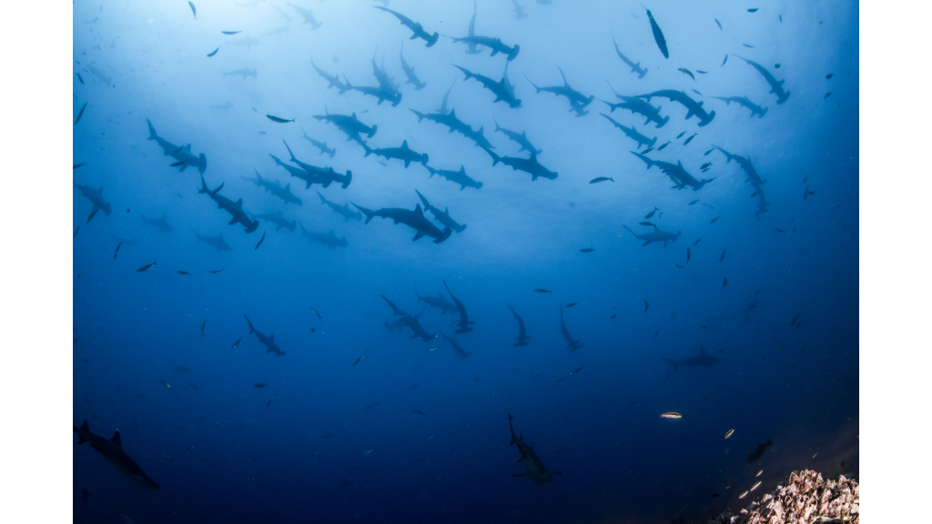 Silhouettes of hammerhead sharks at Cocos Island, all in gradients of blue. 