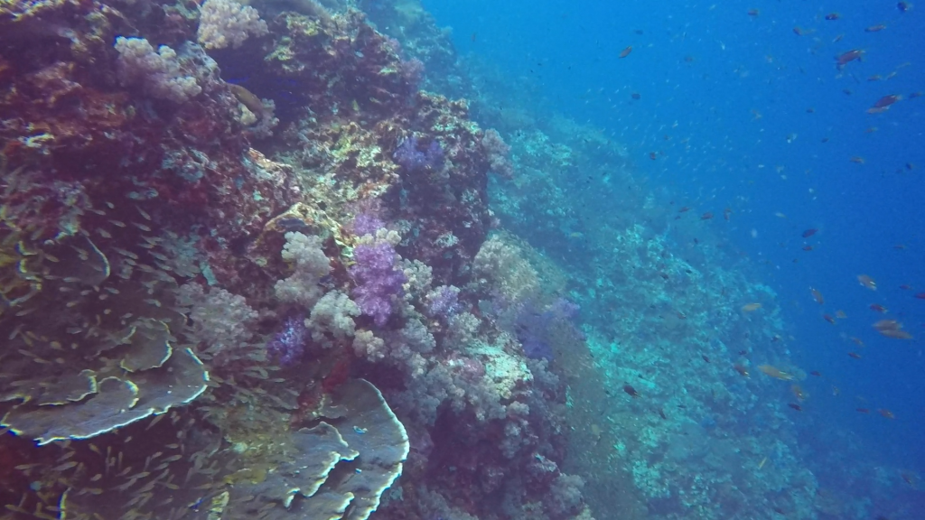 The purple bloomed coral and rose-petal shaped coral at Similan Islands.