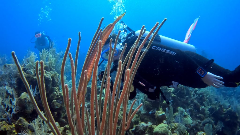 Trumpetfish hiding with diver in the back.