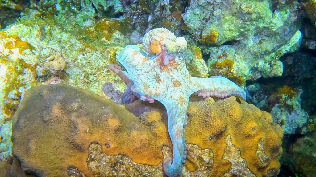 Octopus approaching the coral.
