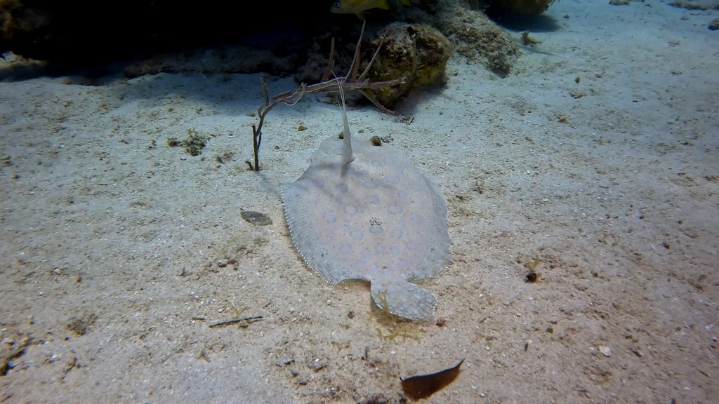 A flounder camouflaged in the sand