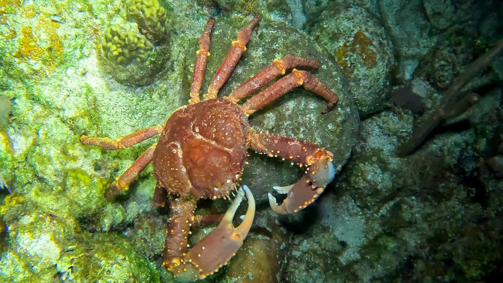 A very large king crab found during a night dive in Roatan. 