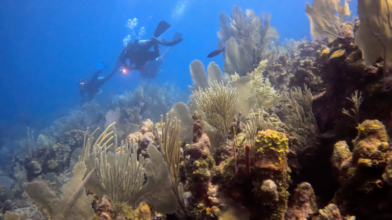 Diving in Utila: 13 Reasons to Go (+Top Utila Dive Sites)