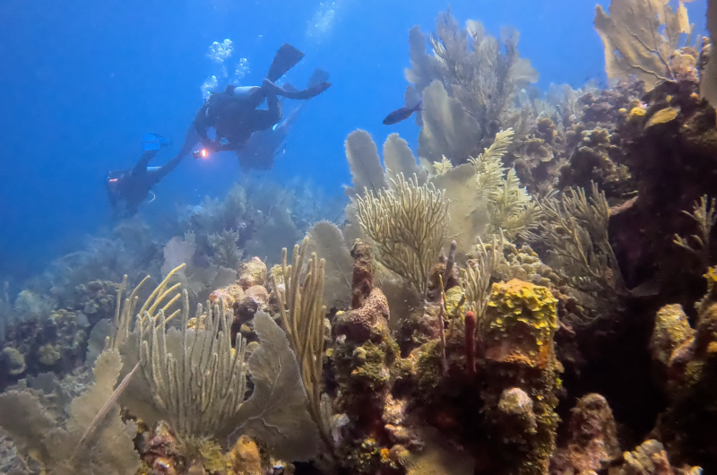 divers swimming above a coral reef